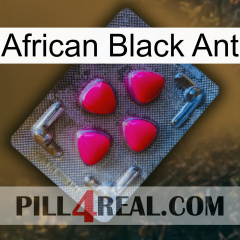 African Black Ant 13